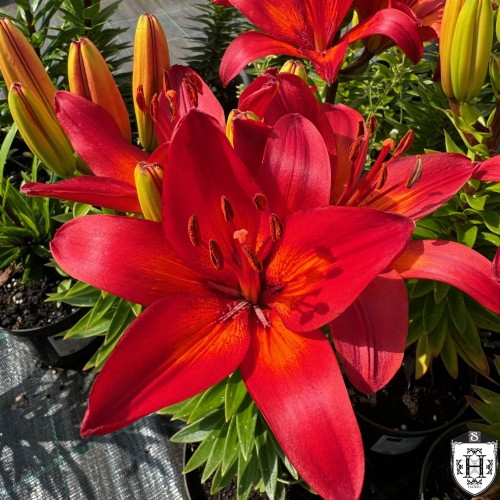 Lilium asiatic 'FantAsiatic Red' - Aasia liilia 'FantAsiatic Red'